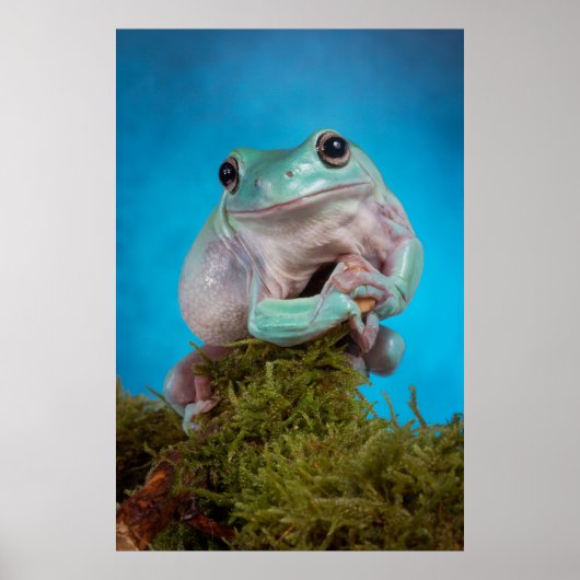 Poster Cute Bleu phase Blancs grenouille des arbres souri (Devant)