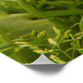 Poster Cute Brown Ferret in the Grass (Coin)