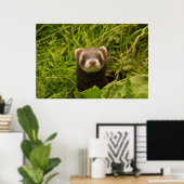 Poster Cute Brown Ferret in the Grass (Bureau à domicile)