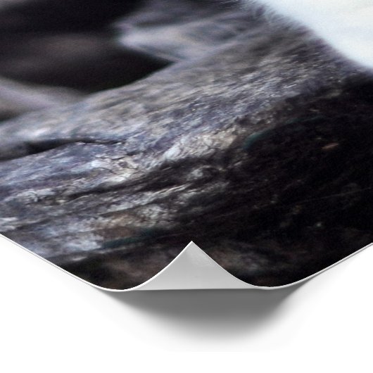 Poster Cute Calico Chat, "Pas de nourriture Générique de  (Coin)