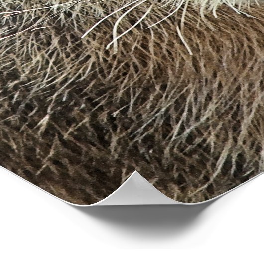 POSTER CUTE CAPYBARA (Coin)