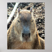 POSTER CUTE CAPYBARA (Devant)