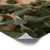 Poster Cute Cat Kitten escalade dans un Eucalyptus Tree - (Coin)