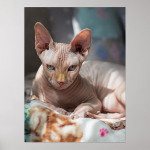 Poster Cute Cat Lounging with no Fur
