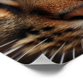 Poster Cute chat nez et visage de l'oeil closeup. Animal  (Coin)