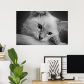 Poster Cute chaton à poupée (Bureau à domicile)