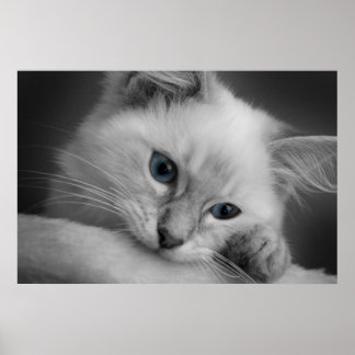 Poster Cute chaton à poupée
