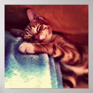 Poster Cute chaton dormir