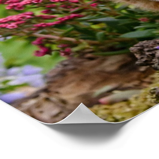 Poster Cute chaton gingembre dans un jardin jouant avec u (Coin)