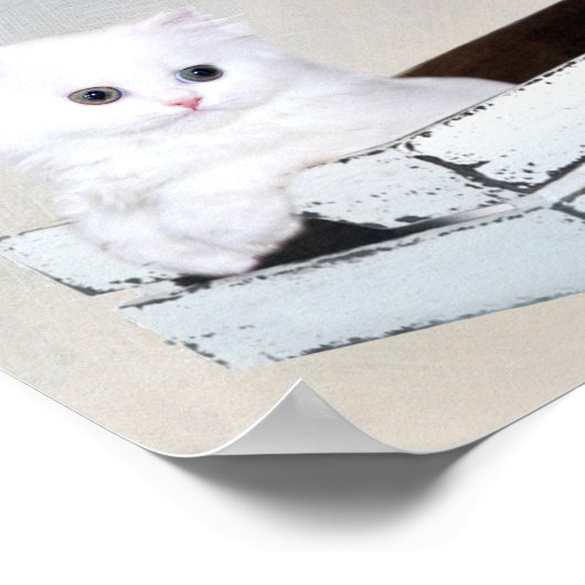 Poster Cute chaton persan blanc (Coin)