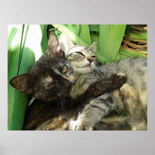 Poster Cute chatons bouddin (Devant)