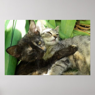 Poster Cute chatons bouddin