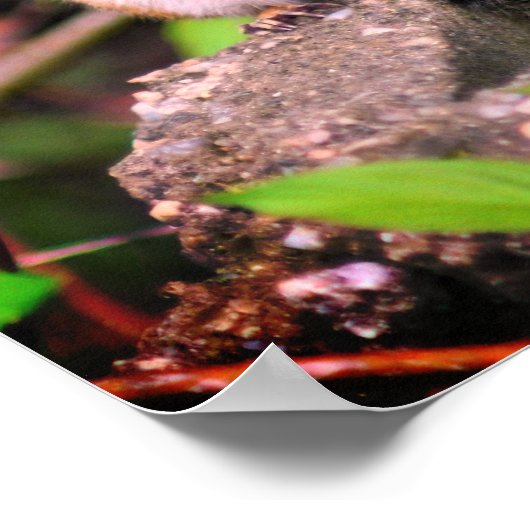 Poster Cute Chipmunk (Coin)