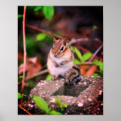 Poster Cute Chipmunk (Devant)