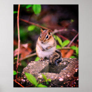 Poster Cute Chipmunk