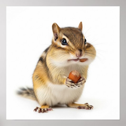 Poster Cute Chipmunk (Devant)