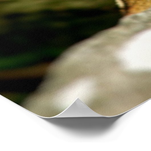 Poster Cute Chipmunk avec grande variété (Coin)