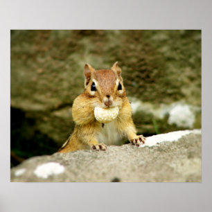 Poster Cute Chipmunk avec grande variété