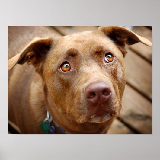 Poster Cute chocolat Lab Pit Mix Portrait de chien 5 (Devant)