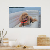 Poster Cute Cockapoo Photo Chien Avec Veste À Vie (Cuisine)