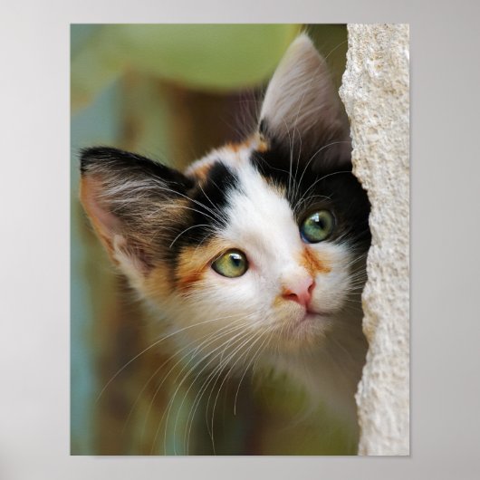 Poster Cute Curieux Chat Kitten Prying Eyes Portrait Phot (Devant)