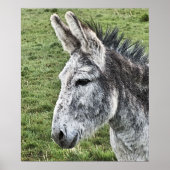 POSTER CUTE DONKEY (Devant)