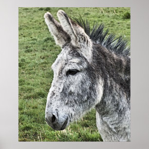 POSTER CUTE DONKEY