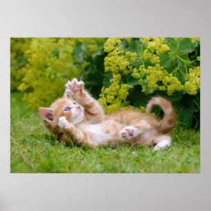 Poster Cute drôle chaton chaton jouant dans un jardin fle