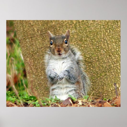 Poster Cute écureuil (Devant)