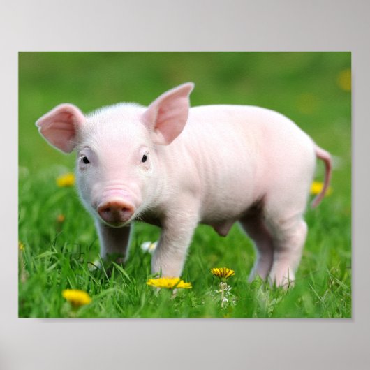 Poster Cute ferme Vie ferme Écorce rose Piglet (Devant)