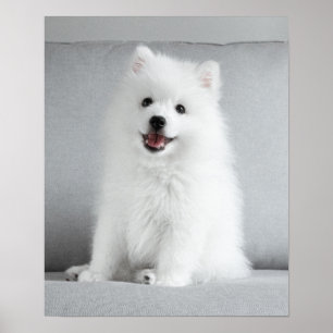 Poster Cute Fluffy Japonais Spitz Puppy