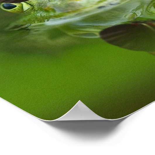 Poster Cute frog (Coin)