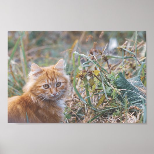 Poster Cute Funky Ginger Chat Kitten Visage (Devant)