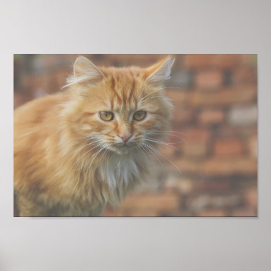 Poster Cute Funky Ginger Chat Kitten Visage (Devant)