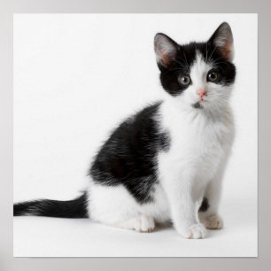 Poster Cute Funny chaton noir et blanc