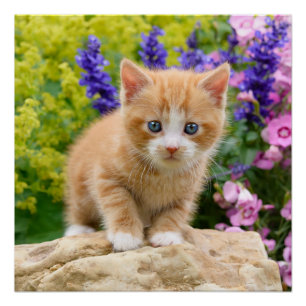 Poster Cute Ginger Cat Kitten Flowery