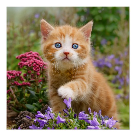 Poster Cute Ginger Chat Kitten dans un jardin Photo Portr (Devant)