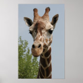 Poster Cute Giraffe (Devant)