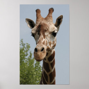 Poster Cute Giraffe