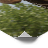 Poster Cute Giraffe (Coin)