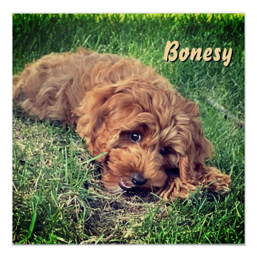 Poster Cute Golden Doodle (Devant)