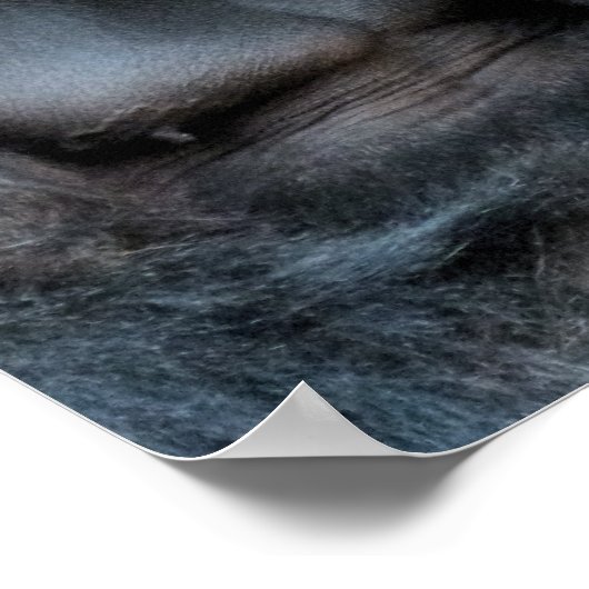 POSTER CUTE GORILLA (Coin)