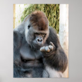 POSTER CUTE GORILLA (Devant)