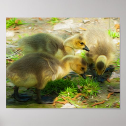 Poster Cute Gosling (Devant)