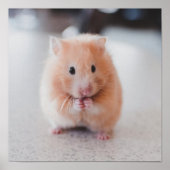 Poster Cute Hamster Aimer Animaux (Devant)
