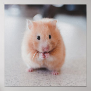 Poster Cute Hamster Aimer Animaux