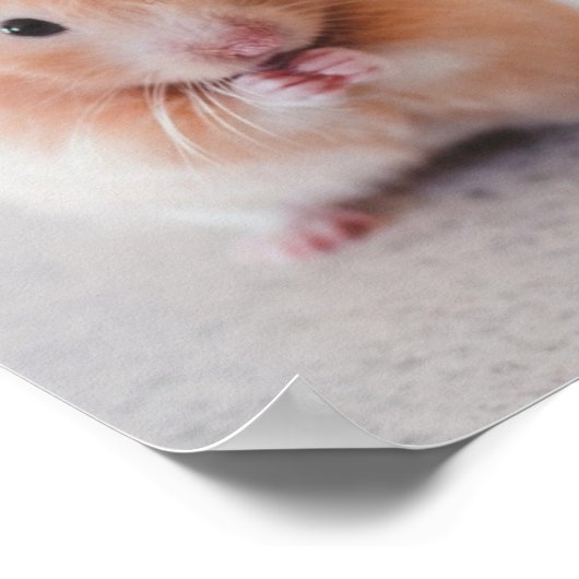Poster Cute Hamster Aimer Animaux (Coin)