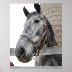 Poster Cute Horse Fermer