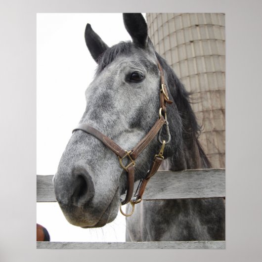 Poster Cute Horse Fermer (Devant)