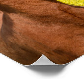 Poster Cute islandaise Horses Cuddle dans une prairie pri (Coin)